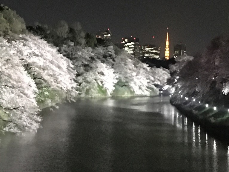 夜景さくら