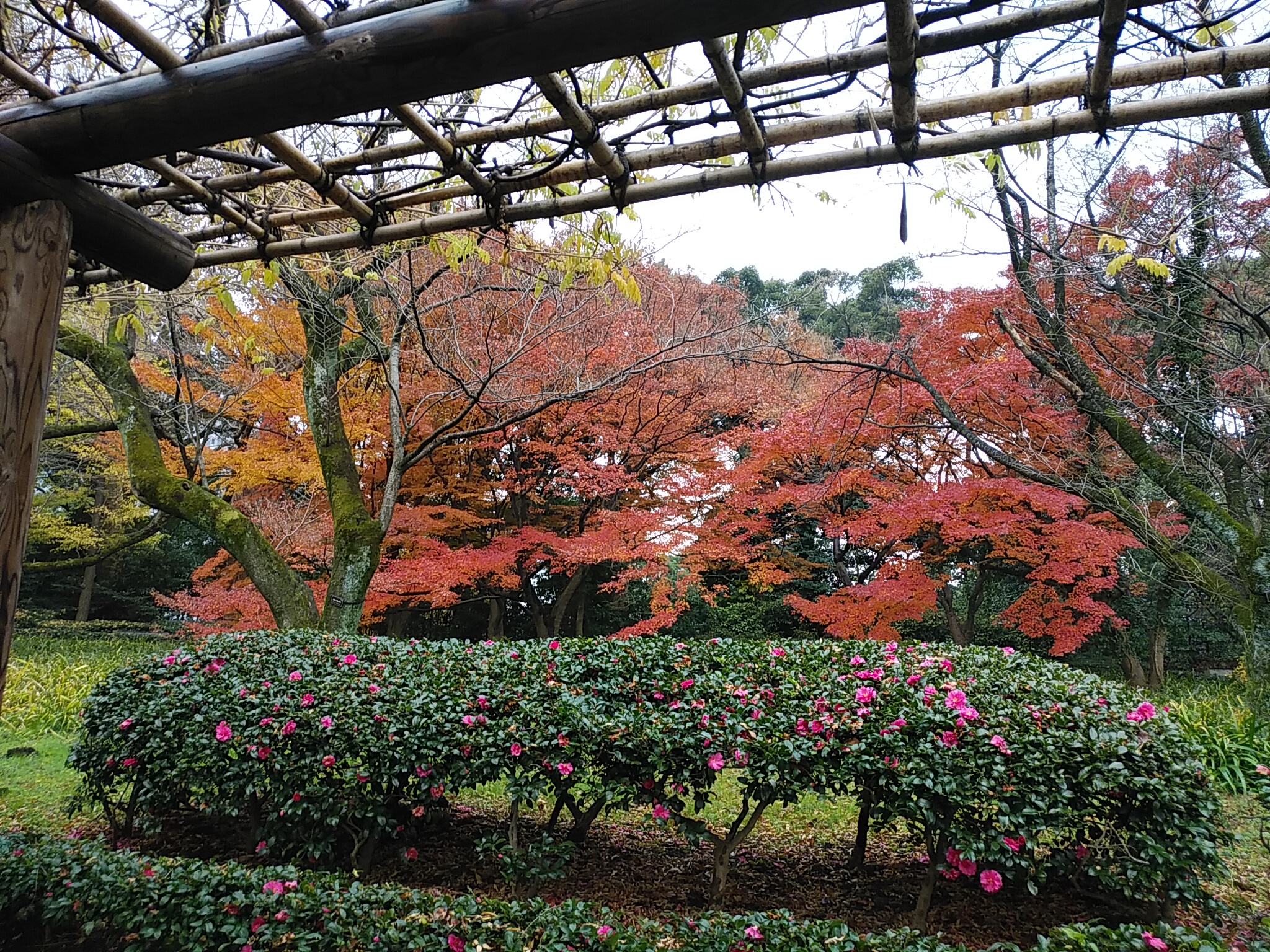 momiji