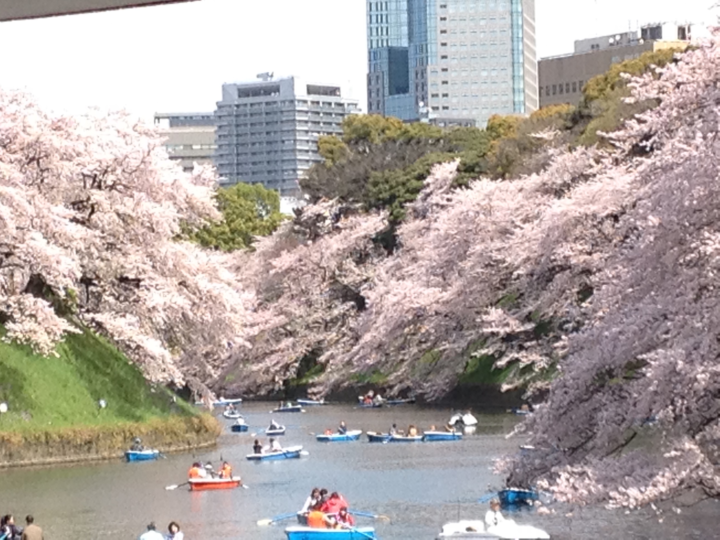 sakura