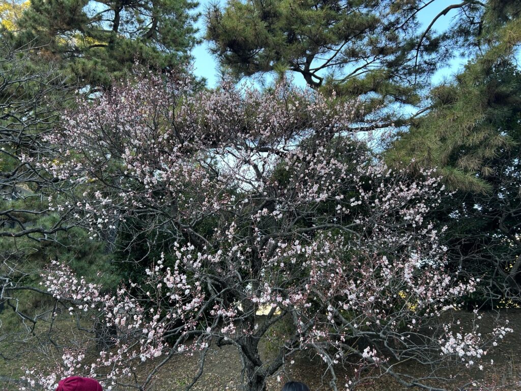 Plum Flowers of Imperial Palace East Gardens