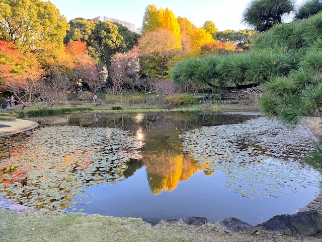 The Ninomaru Garden, December 30, 2024. 